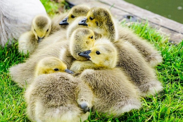 ru.freepik.com гусятам холодно