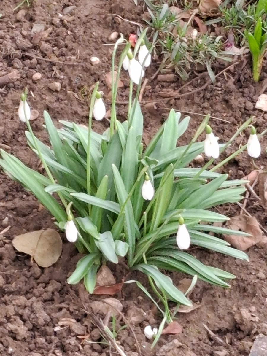 Подснежники