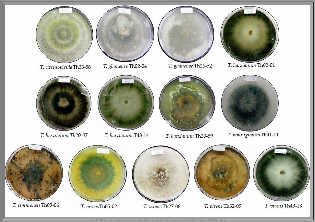 https://vk.com/photo-159774511_457276045. Триходерма штаммы