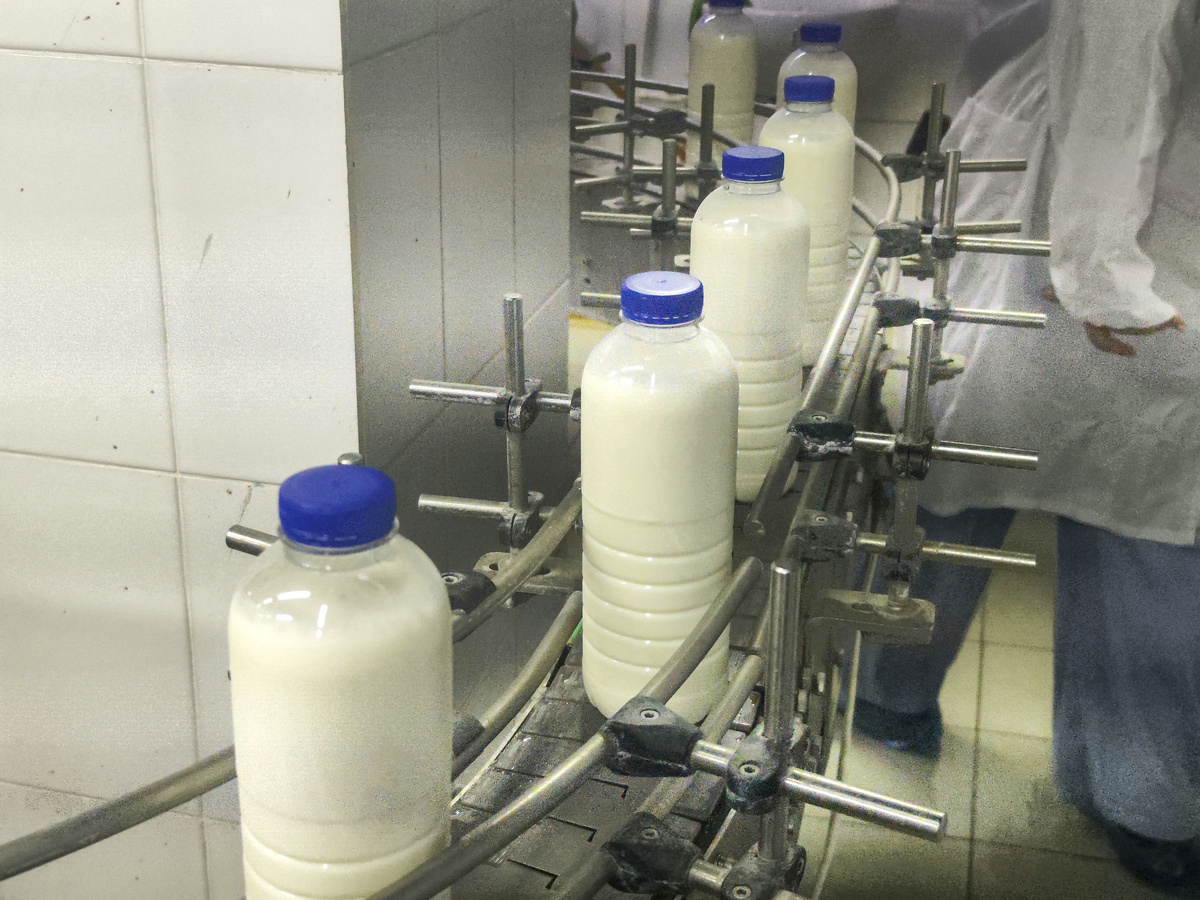 Кировская область полностью обеспечивает себя молоком.  Фото: ФедералПресс / Ксения Кобалия