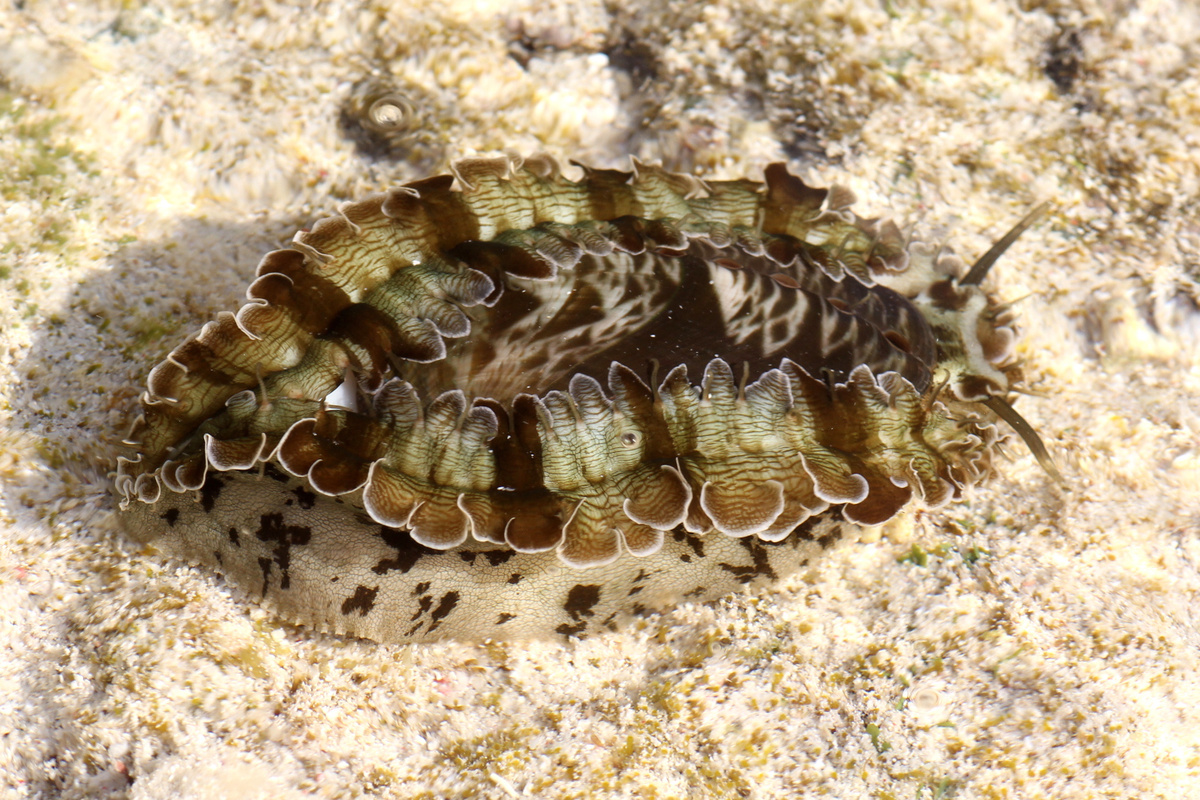 Знакомьтесь: галиотис асинина, улитка в камуфляжном костюме.