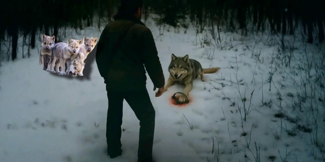 Волчица попала в капкан и выла, а рядом рычали волчата. Рядом проходил лесник Иван Петрович