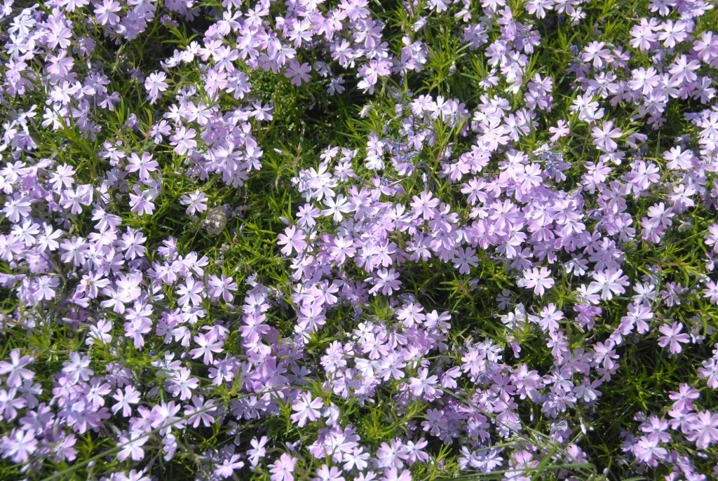  Флокс шиловидный