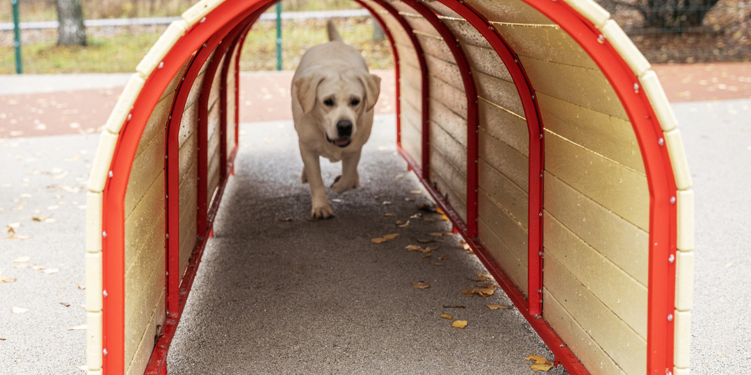 Собаки во дворе: гулять нельзя терпеть