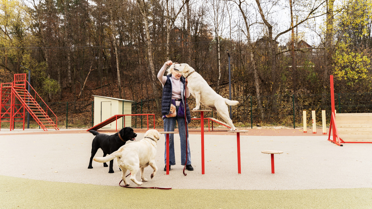 Площадка для выгула собак – бесконфликтное пространство для владельцев собак и их соседей