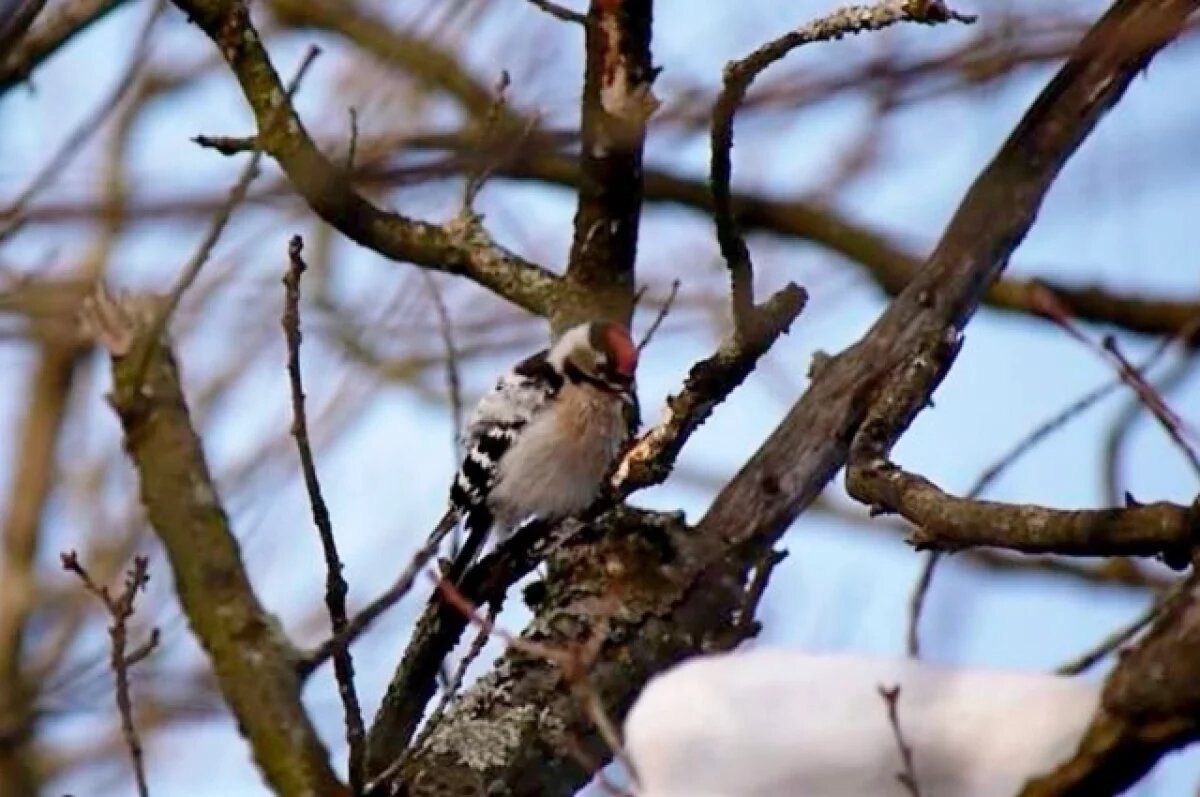    В Петербурге летает самый маленькия дятел России