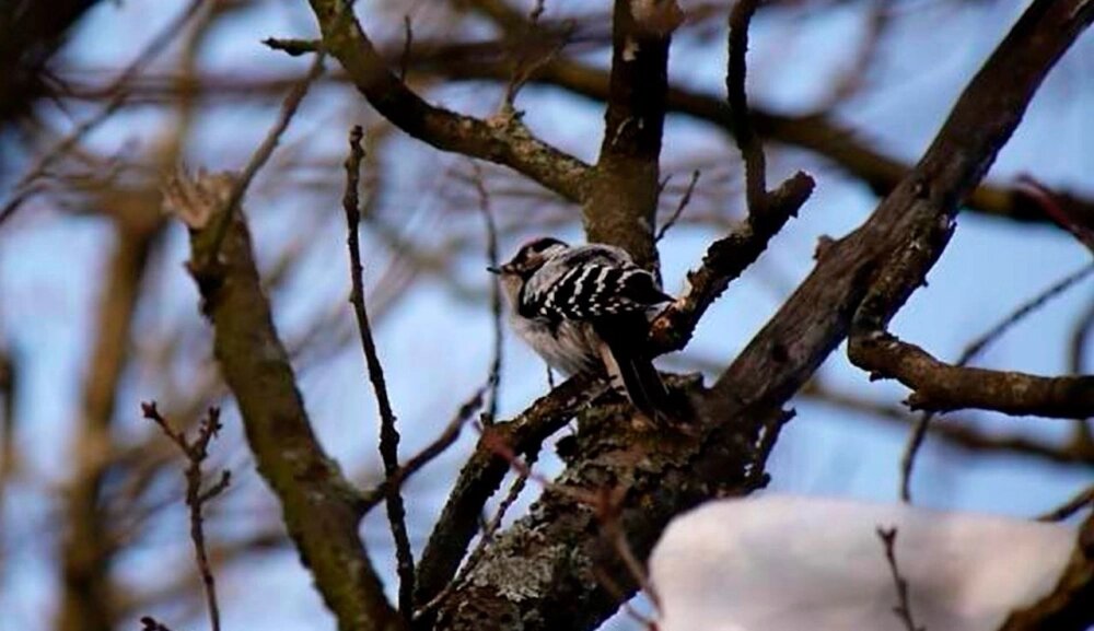    Фото: Каждой твари по паре / Павел Глазков/ Людмила Горбунова