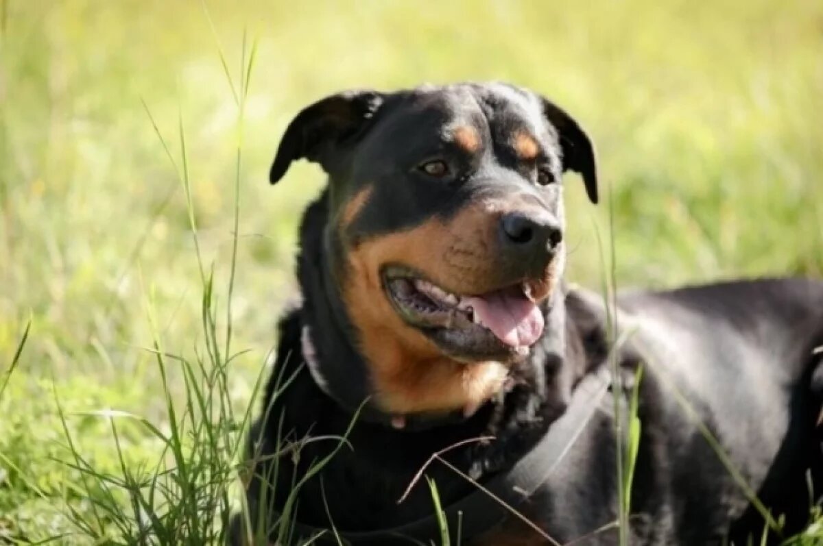    В Омске выбросили ротвейлера, привязав его у мусорных баков возле школы