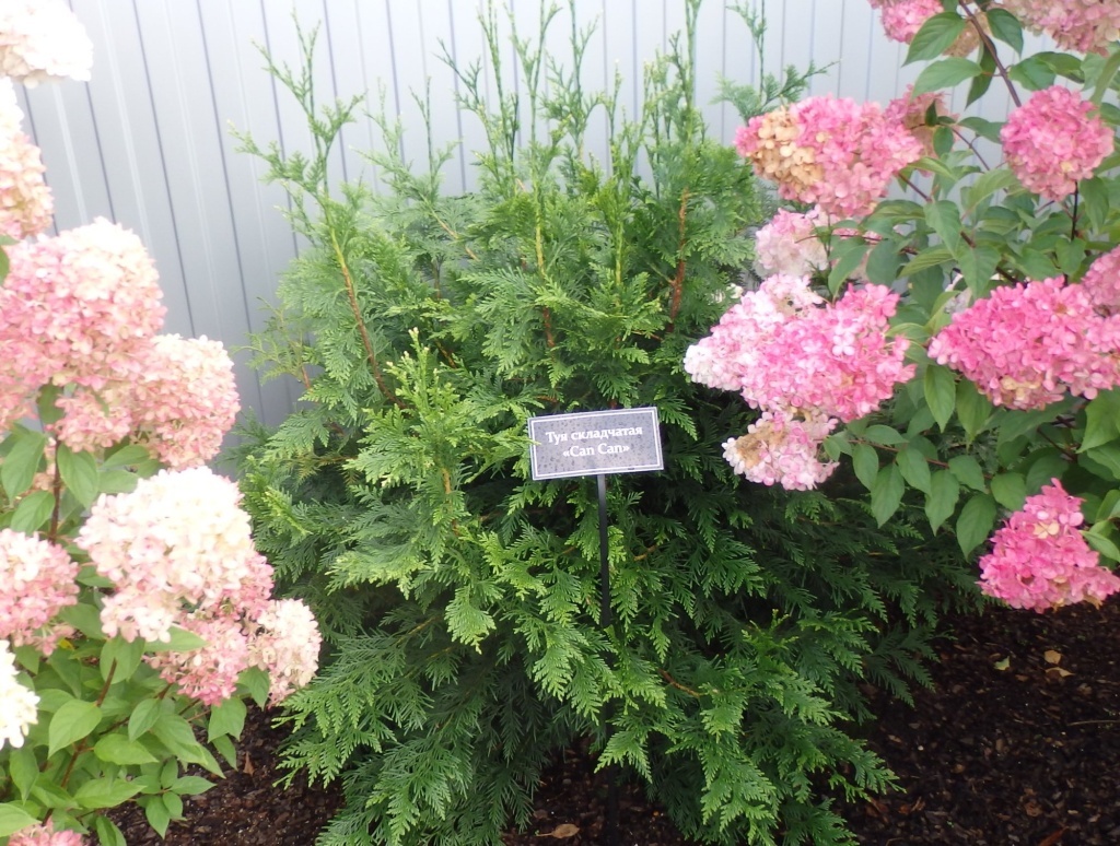  Туя складчатая Кан Кан