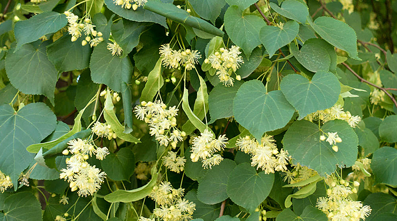    Yellowish green flowers of linden tree in June Журнал Регион