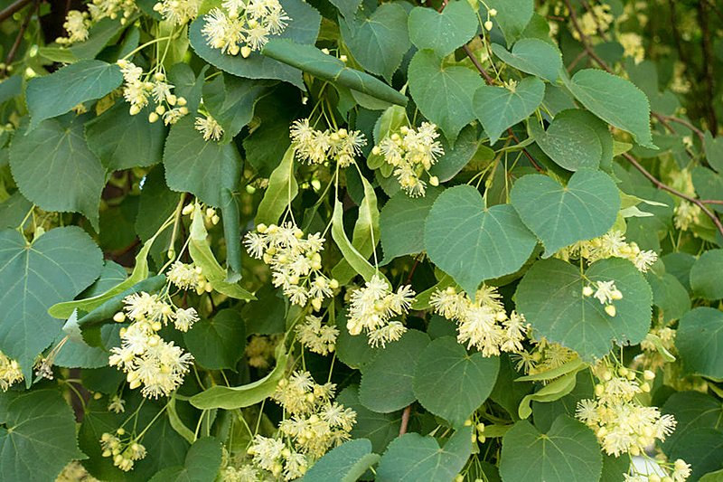    Yellowish green flowers of linden tree in June Журнал Регион