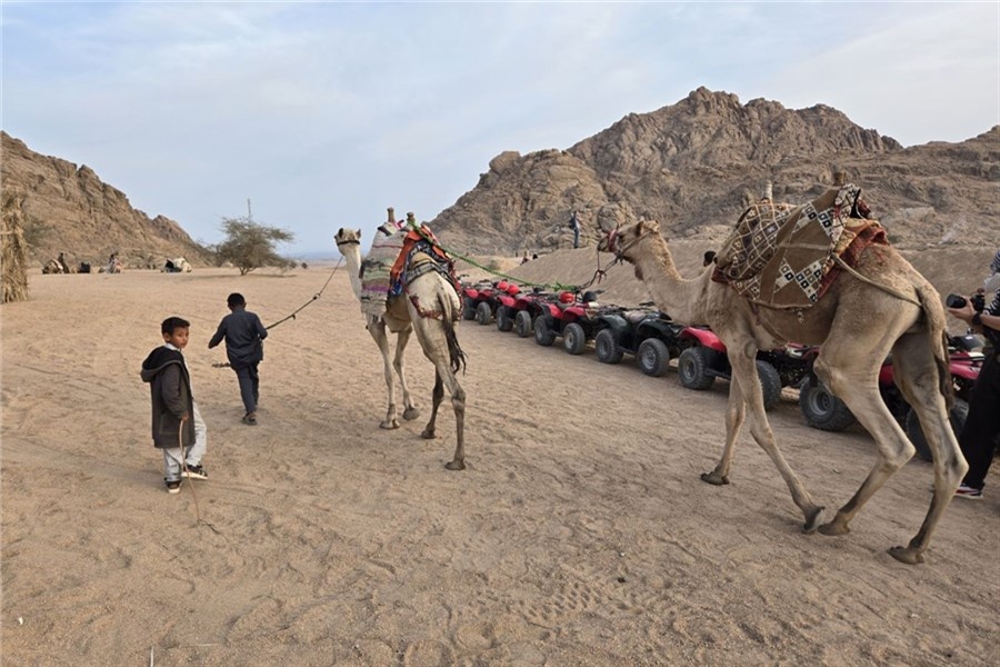 Рядом ходят верблюды
