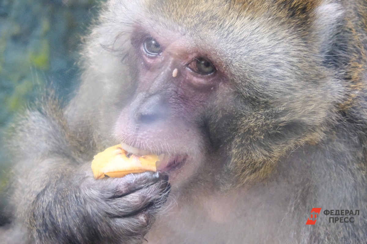 Гражданам следует избегать контакта с животными.  Фото: ФедералПресс / Полина Зиновьева