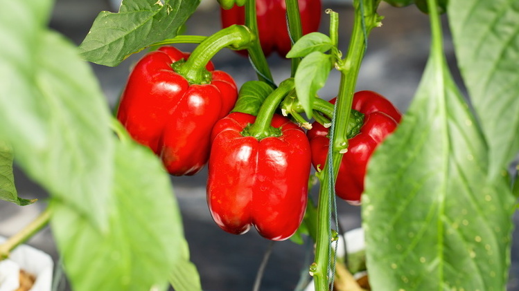 Результат правильного подхода к выращиванию рассады сладкого перца