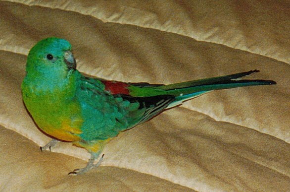 Знакомьтесь: изумрудный виртуоз с голосом флейты.