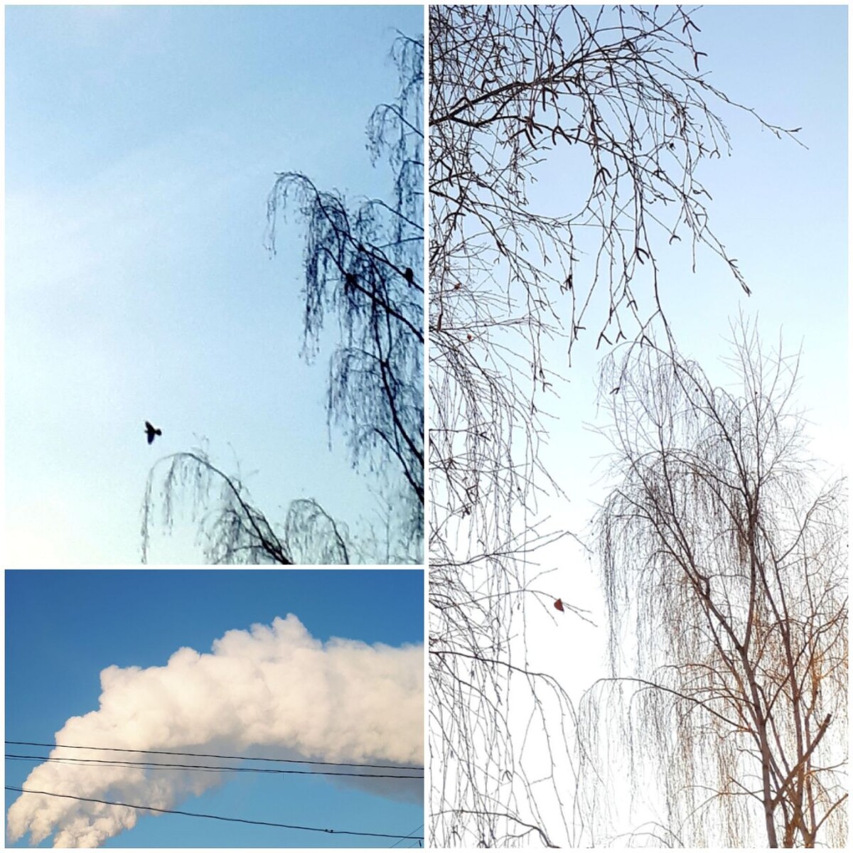 Коллаж автора статьи 18.02.2026г.