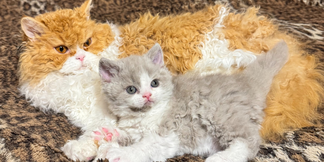 Селкирк рекс. Немного о стандартах