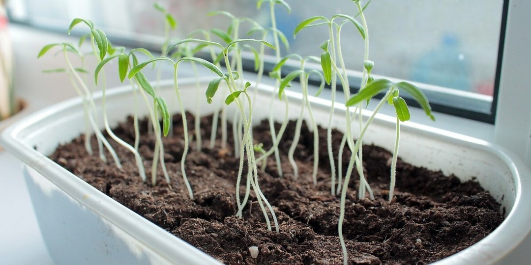 Февраль — худший месяц для посева. Почему мартовская рассада обгонит вашу февральскую