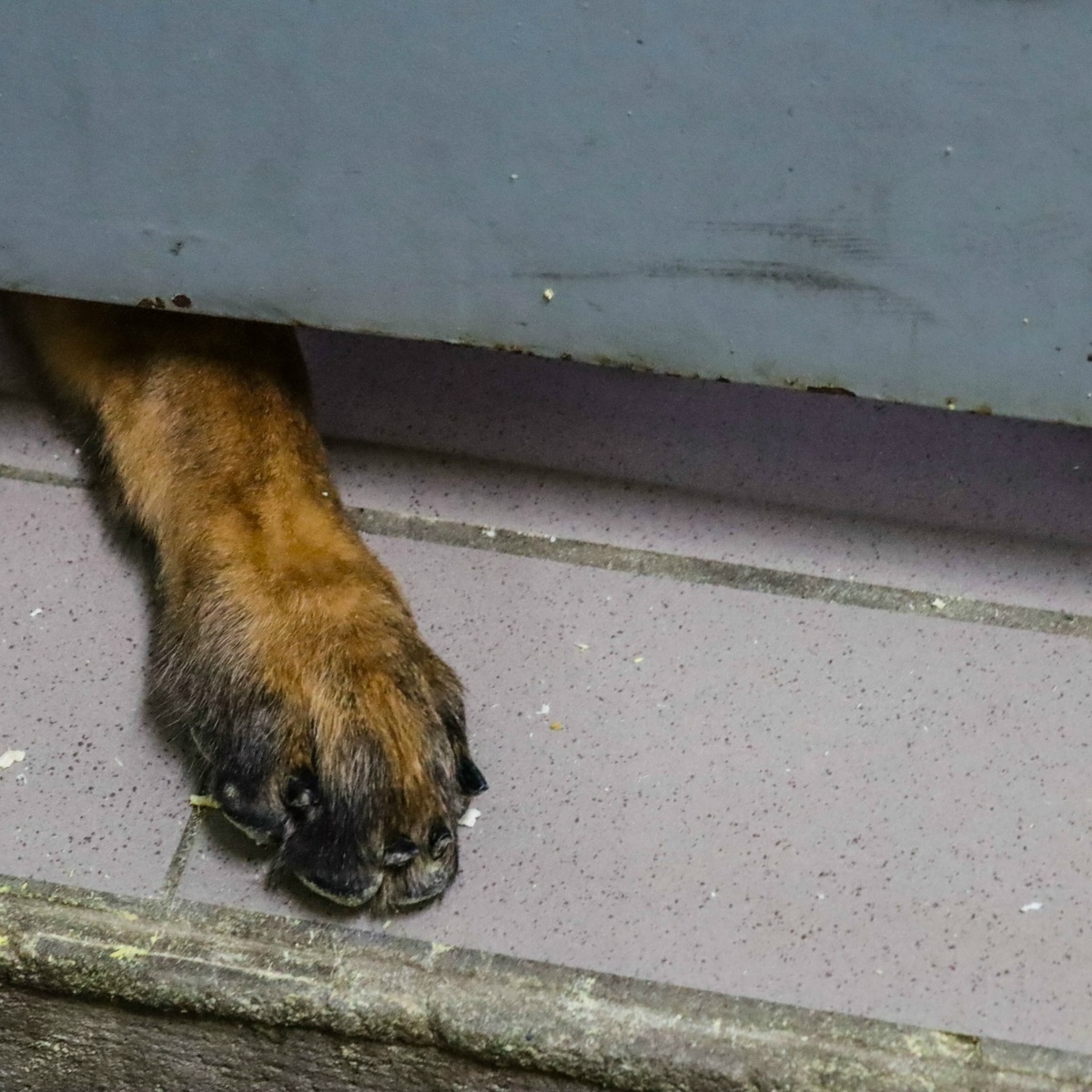    МВД Карелии