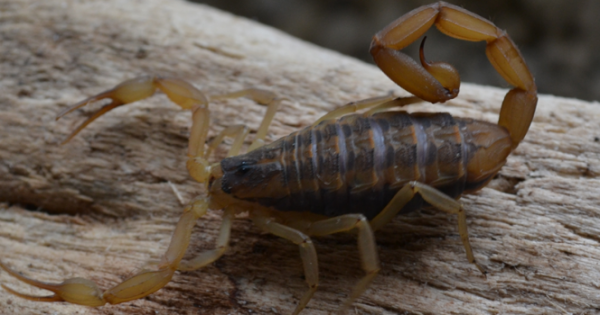 Скорпион Дуранго — неотъемлемая часть мексиканского колорита и мифологии.