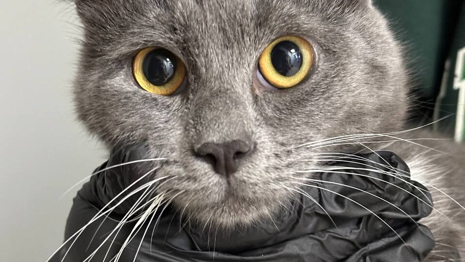 ПЬЕР, КОТОРЫЙ БОИТСЯ БЫТЬ СЧАСТЛИВЫМ