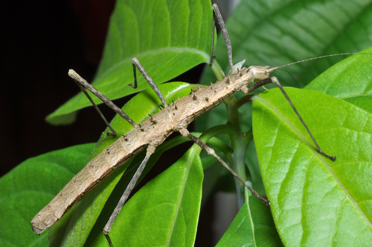 Необычная внешность палочника заставляет поверить, что перед вами миниатюрный дракон.