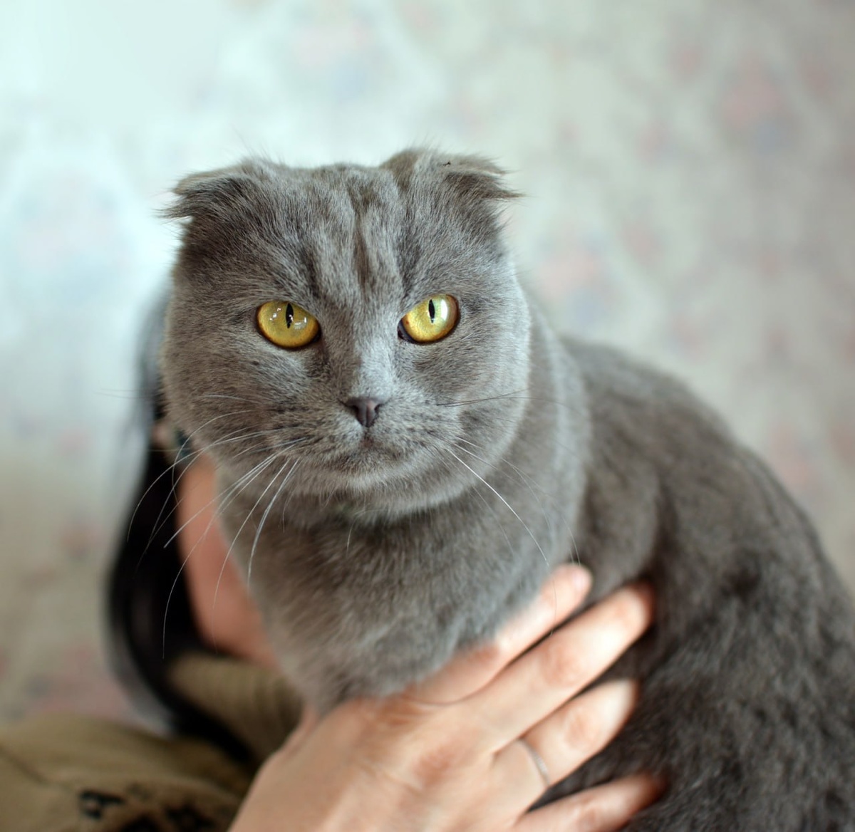 Я - Ханни и я ищу дом! 89166325540