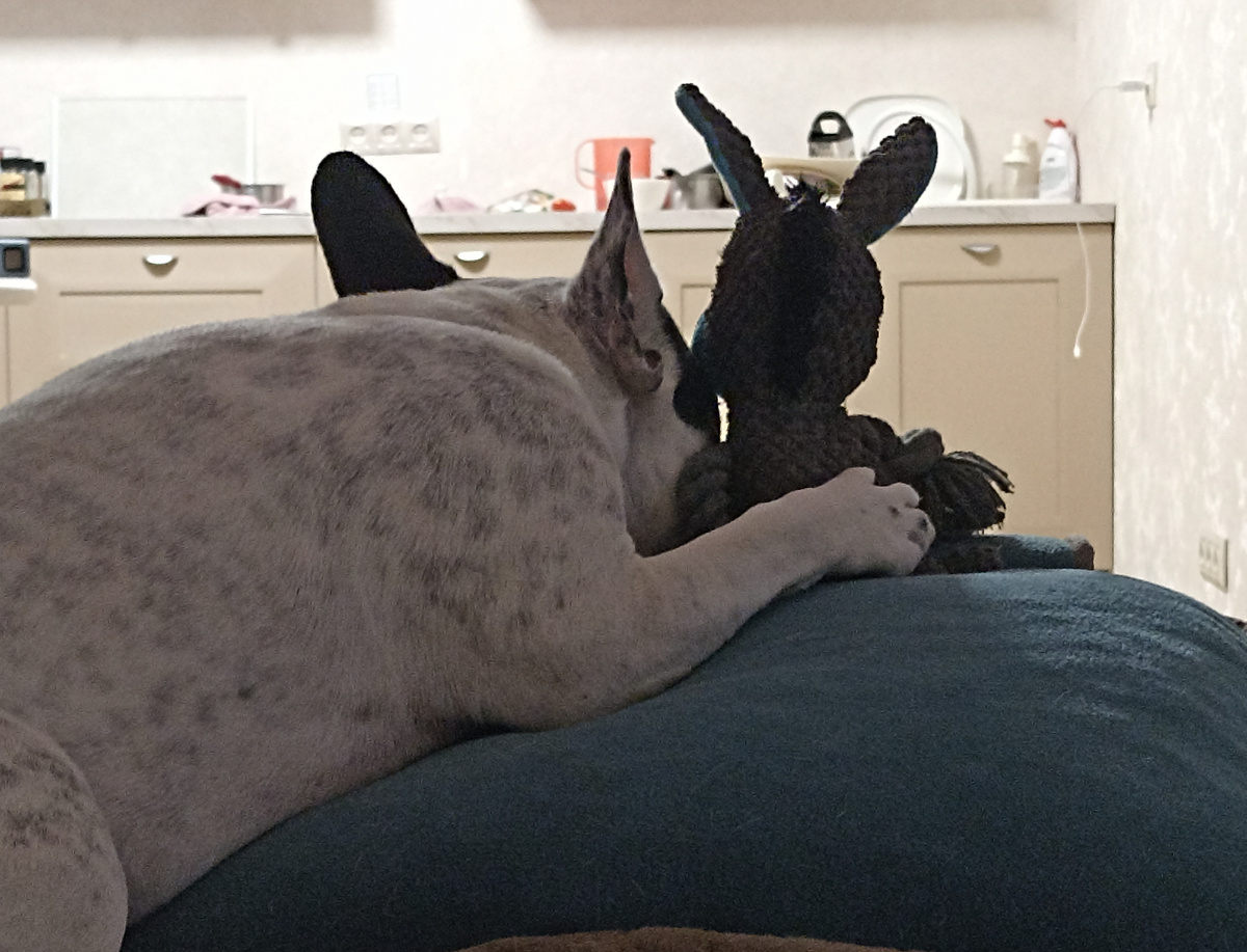 У моей Бульки нет интернета, как и внутренних конфликтов