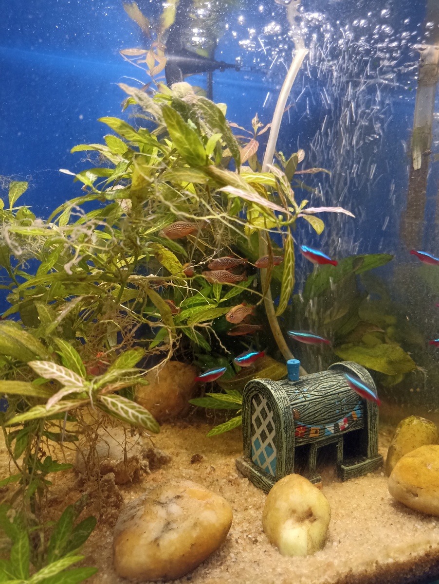 Интересно, когда я ухожу работать, мои рыбы тоже засчитывают мне слив? 