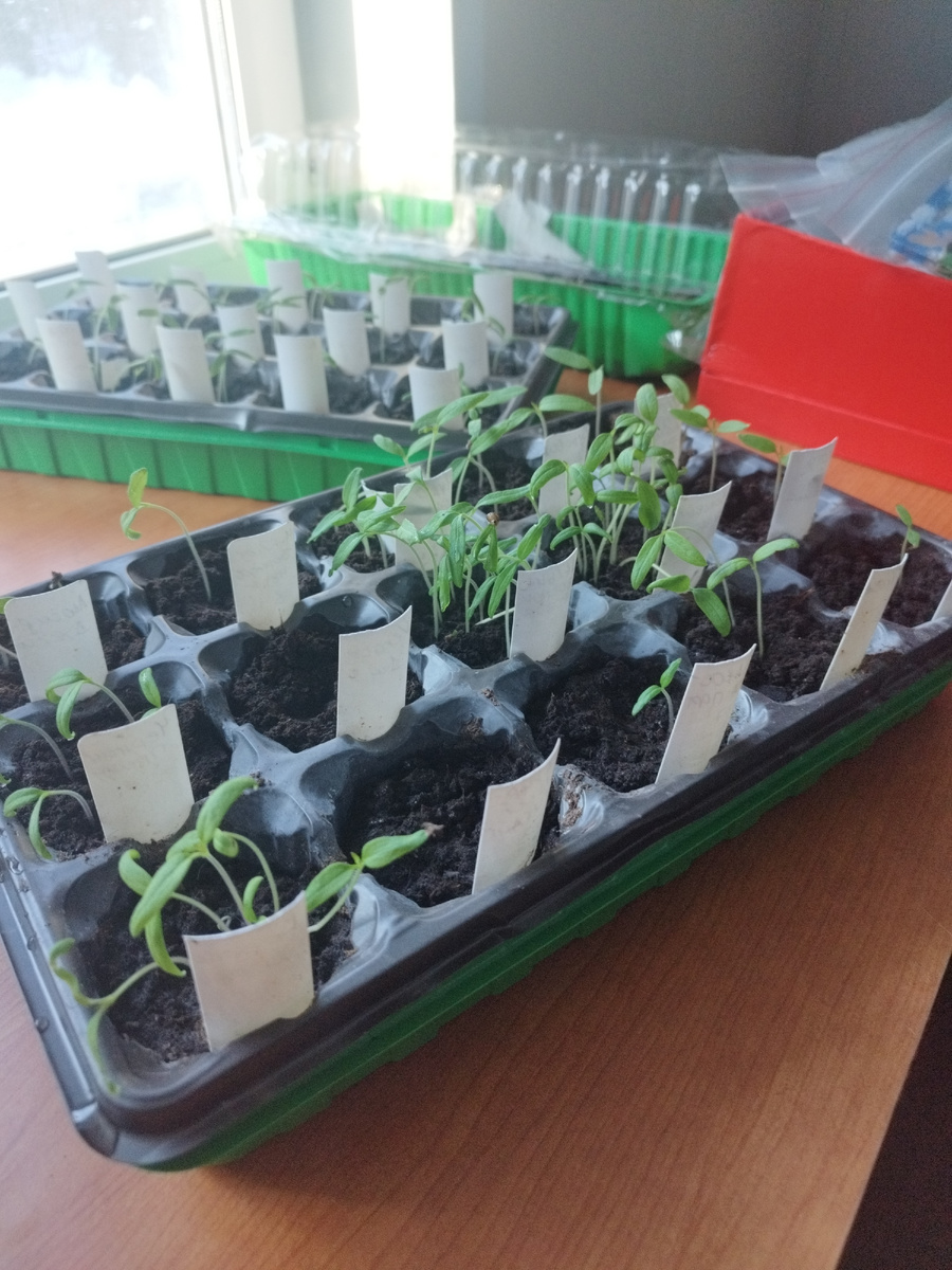 Всходы старых семян томатов в рассадничке