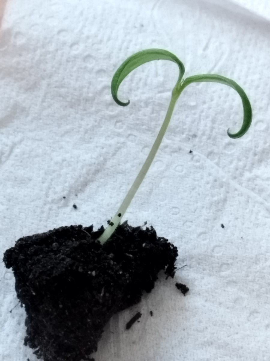 Вокруг корня земляной ком