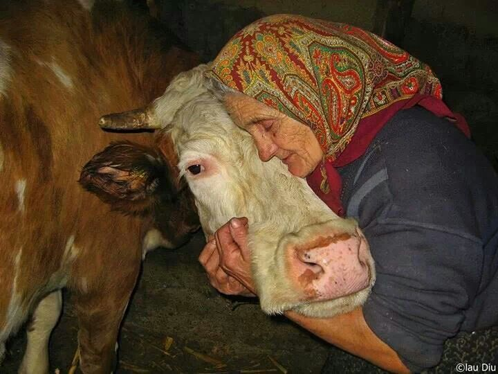 Отнять у крестьянина корову. Как безответственность может довести до крестьянского бунта.