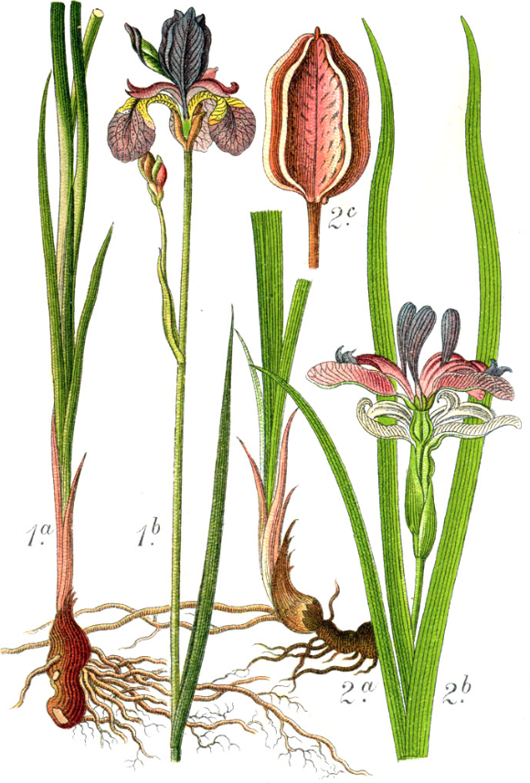 Ботаническая иллюстрация Якоба Штурма из книги Deutschlands Flora in Abbildungen, 1796 1. Iris sibirica 2. Iris graminea

