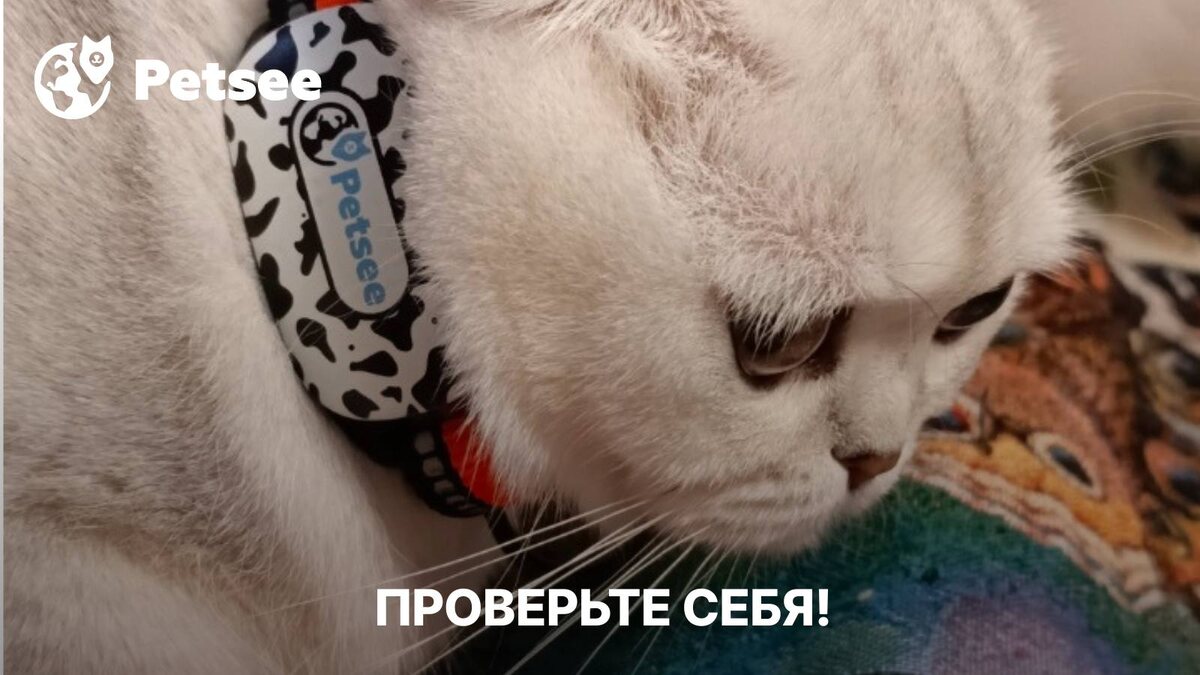 Мы нашли 10 привычек кошатников, которые выдают вас с головой!