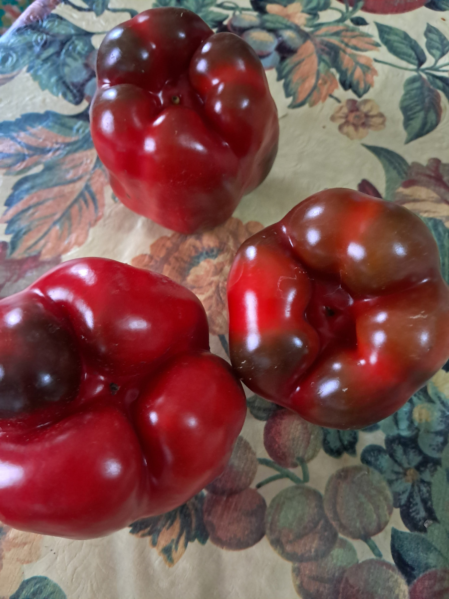 перцы сладкие ,болгарские-фото автора (Ауры)