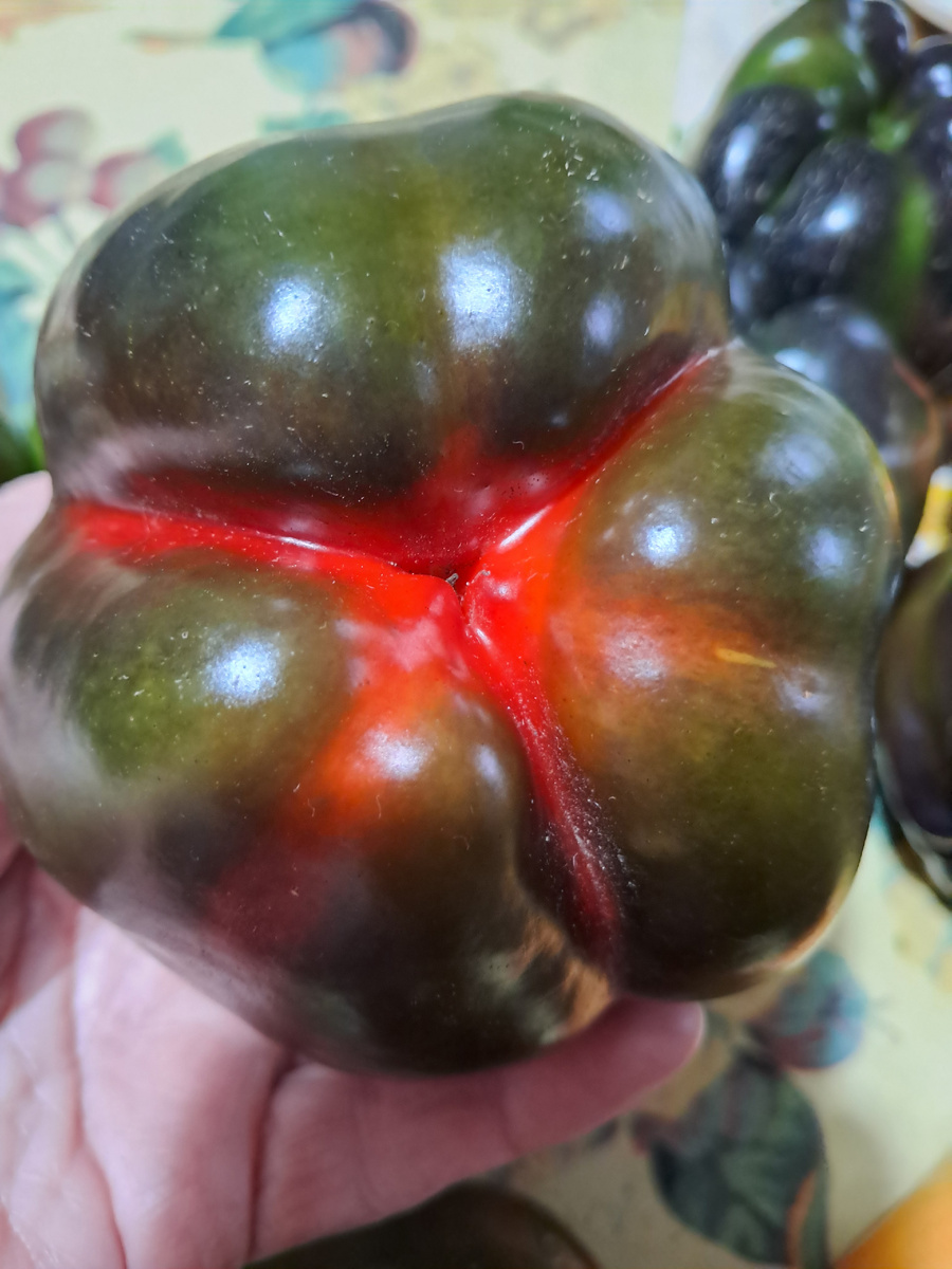 перец сладкий кубовидный -фото автора (Аура)