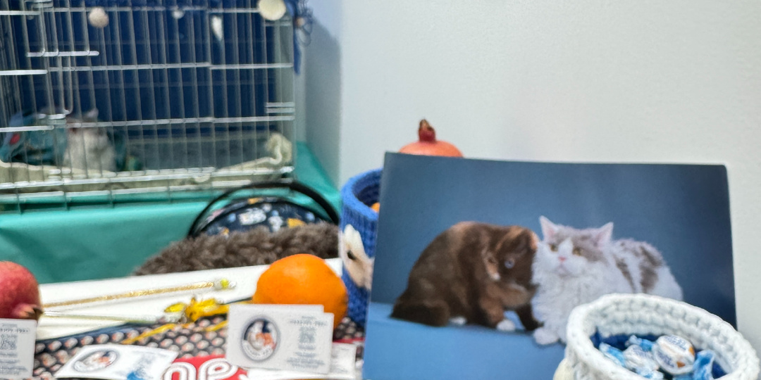 Лучшие кошки России: питомник Allada Cat на выставке в Гостином Дворе