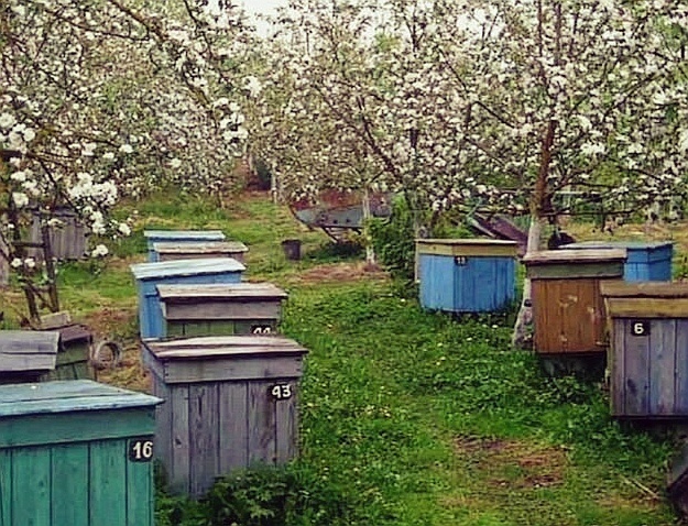 Пасека скрывает множество тайн, которые касаются жизни пчёл