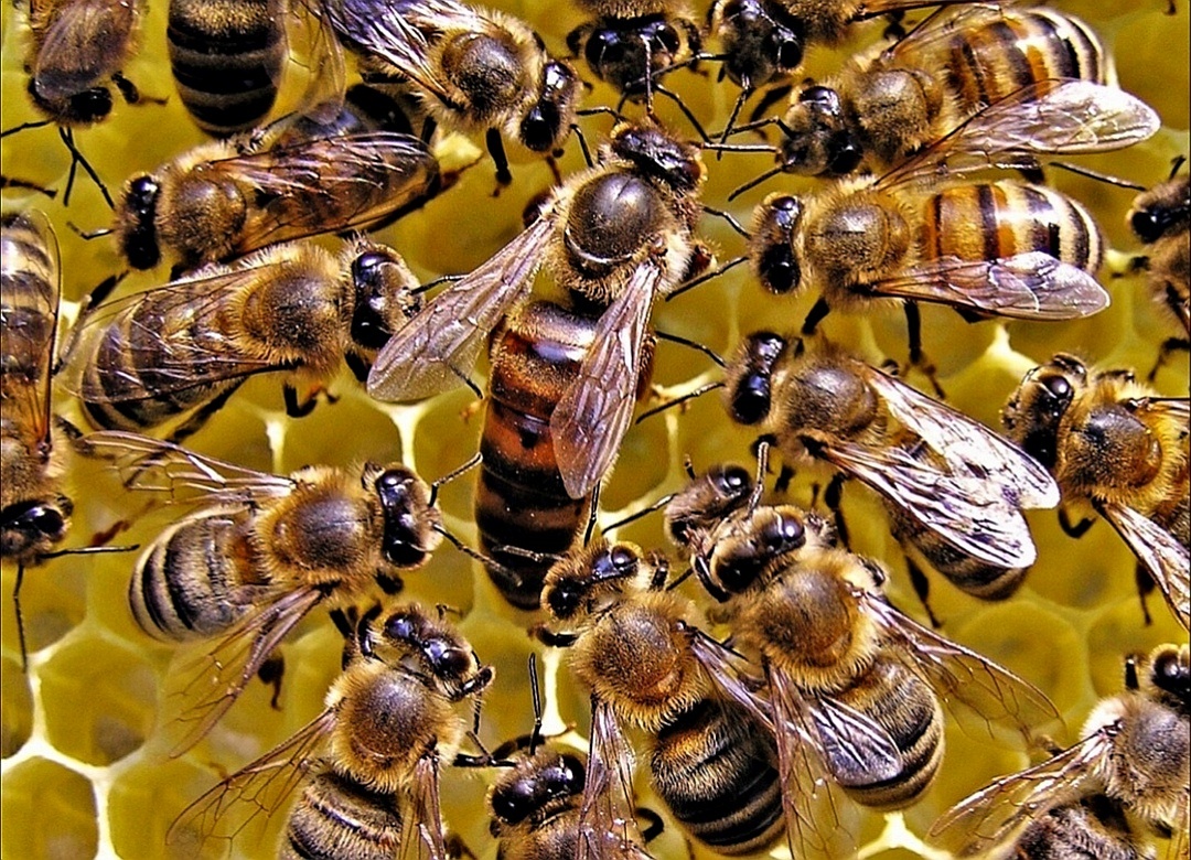 Матка — это мать всех пчёл и трутней в улье. В течение активного сезона с апреля по сентябрь она круглосуточно откладывает яйца, делая небольшие перерывы для того, чтобы пчёлы её покормили и почистили. Количество откладываемых яиц доходит до 1500–2000 в сутки! Подумать только — рожать каждые 43–57 секунд и даже ночью.