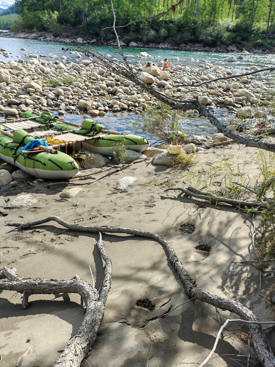 Медвежьи следы