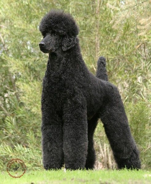 Стрижка пуделя обойдется недешево