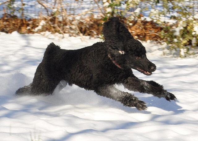 Пудель  - собака спортивная, а не диванная.