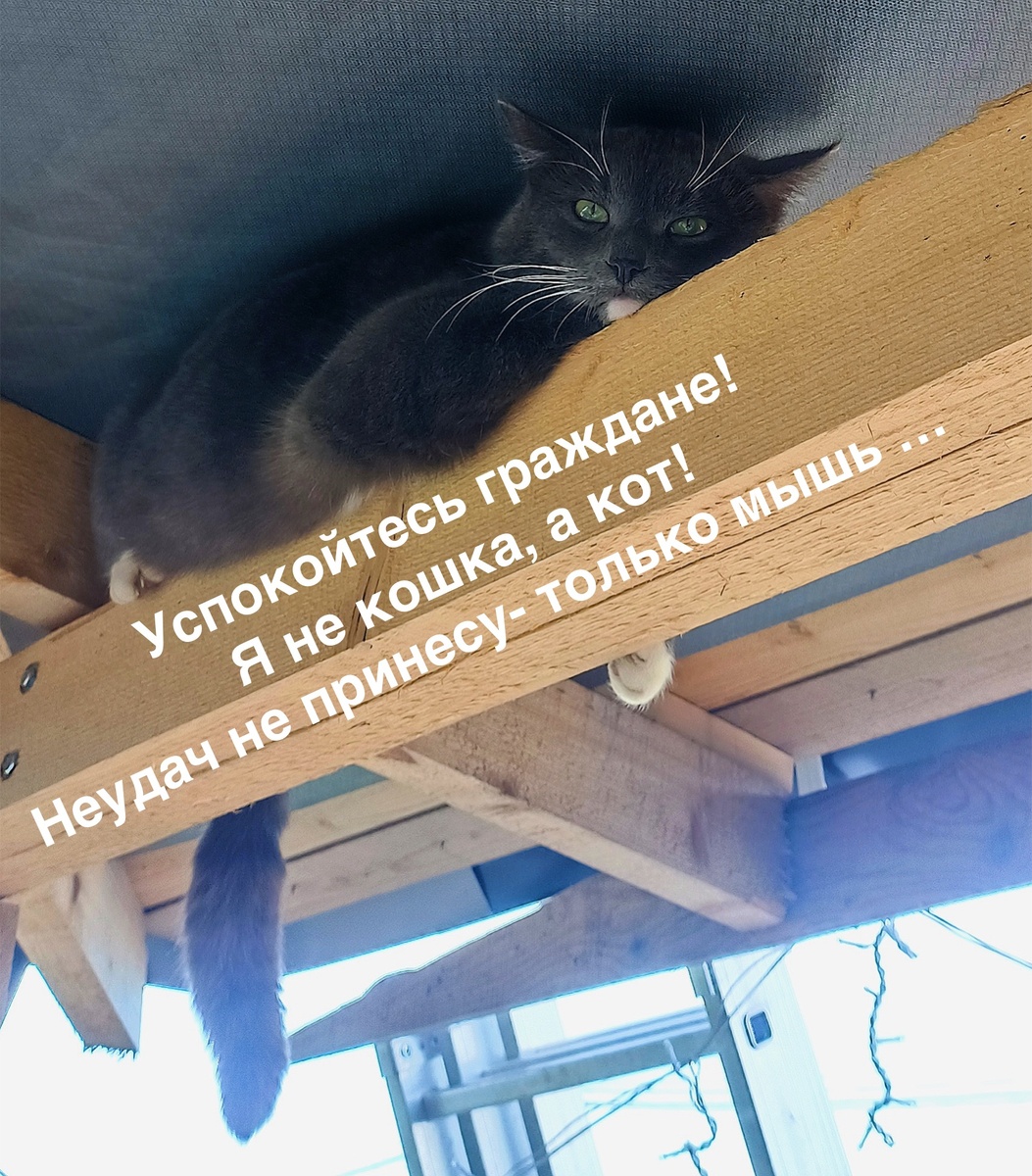 Котэ может принести только радость )