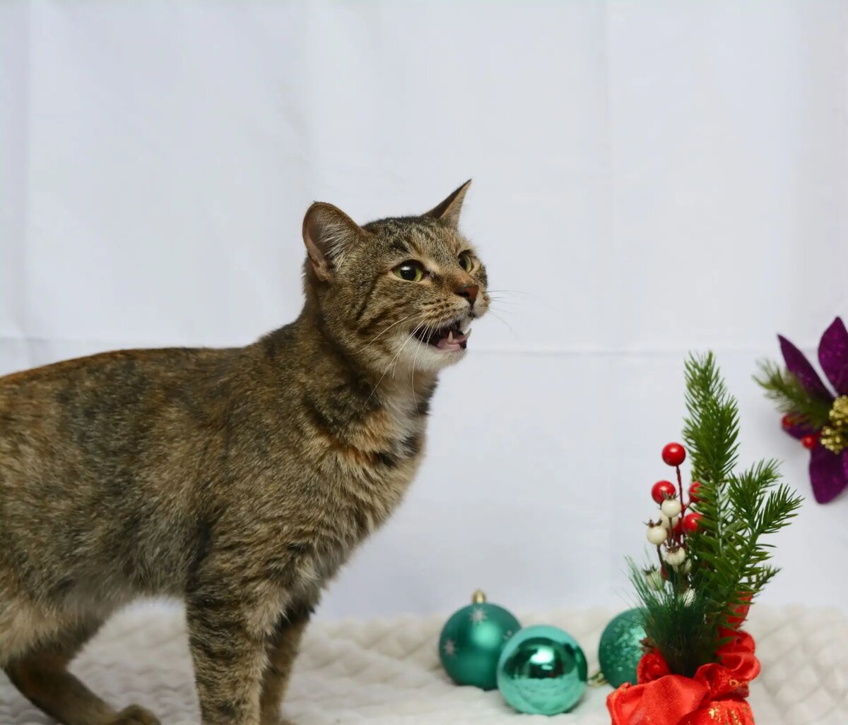 Сильва. Фото предоставлено волонтером Светланой.