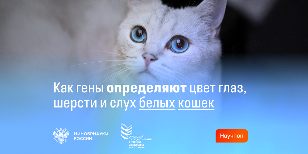 Генетические особенности белых кошек: связь окраса, цвета глаз и глухоты