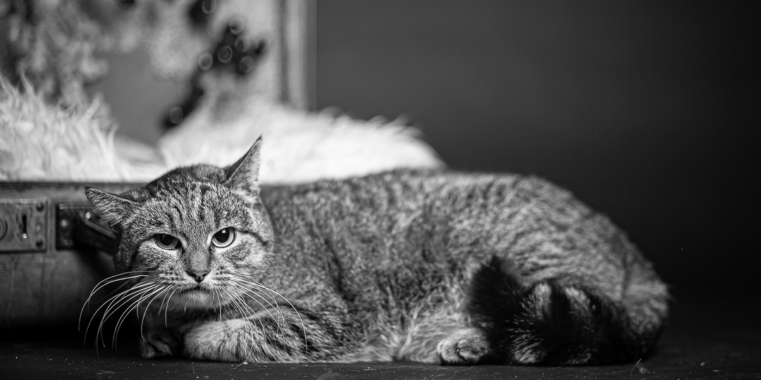 Новости котодомика🏡