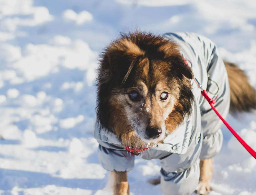 Морвен шлёт всем вам свой тёплый привет!