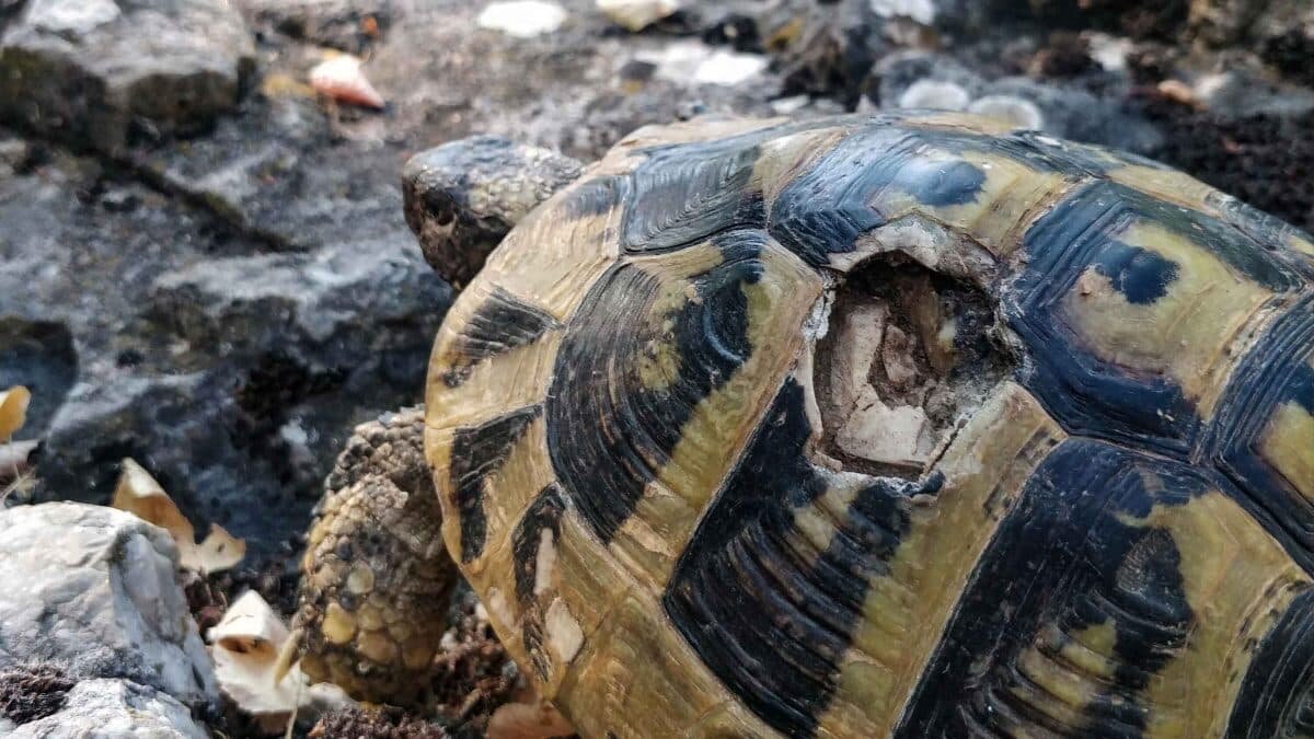    Самка Testudo hermanni с острова Голем-Град в Северной Македонии получила травму в результате падения на панцирь / © Dragan Arsovski