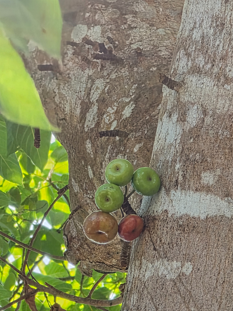 Фикус кистевидный (лат. Ficus racemosa) — дерево семейства Тутовые, произрастающее в Австралии, Юго-Восточной Азии и Индии. Отличается образованием плодов-гроздьев прямо на стволе
