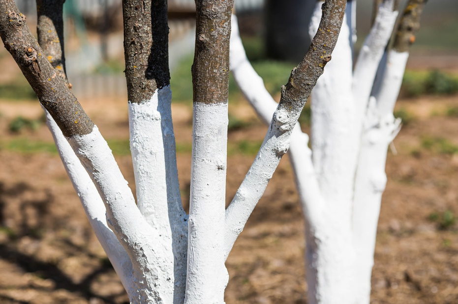    Shutterstock/FOTODOM